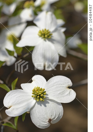 ハナミズキ（花水木） 10484497