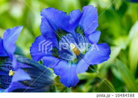 Trumpet gentiana blue spring flower in garden 10484588