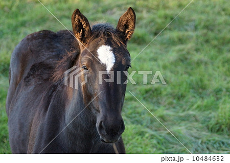 毛並みがきれいな　馬 10484632