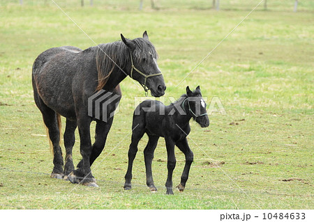馬の親子 10484633