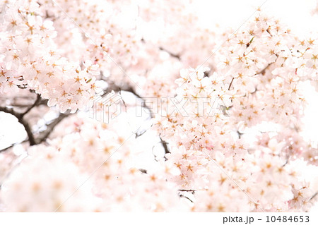 3月埼玉 川越中院の枝垂れ桜 10484653