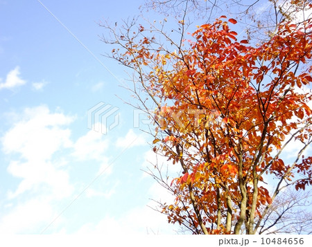 青空と紅葉シリーズ　文字スペース 10484656