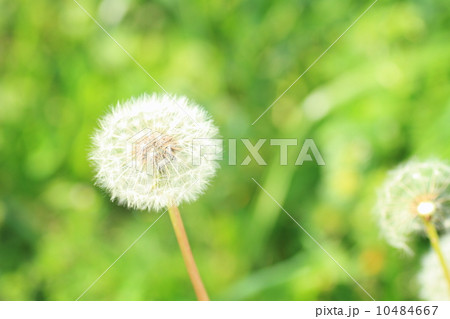 タンポポ　ワタスゲ 10484667