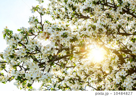 Blossoming spring tree with sun beam 10484827