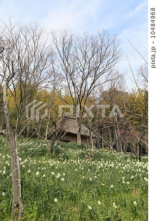 高松市、四国民家博物館「四国村」の早春。楮蒸し小屋と梅と水仙。 10484968