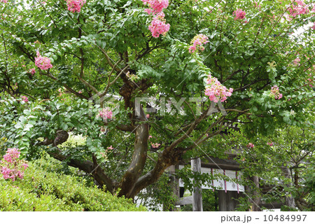 寺院と守り木/埼玉県 飯能市 寺院と守り木/埼玉県 飯能市 10484997