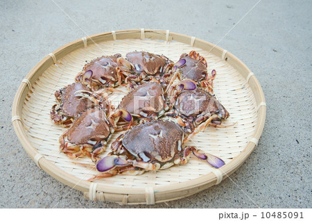 ワタリガニ ワタリガニ 10485091