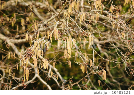 ハンノキ 10485121