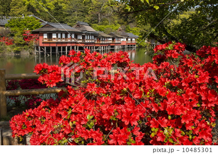 長岡天満宮のキリシマツツジ 長岡天満宮のキリシマツツジ 10485301