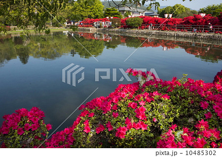 長岡天満宮のキリシマツツジ 長岡天満宮のキリシマツツジ 10485302