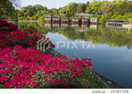 長岡天満宮のキリシマツツジ 10485308