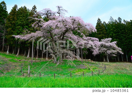 岩倉桜 10485361