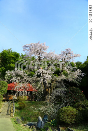 雪村桜 10485392