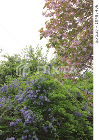 八重桜 10485406