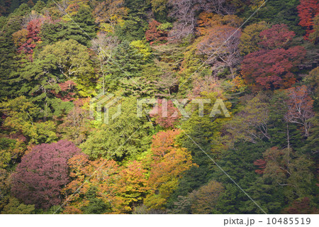 石鎚の紅葉 10485519