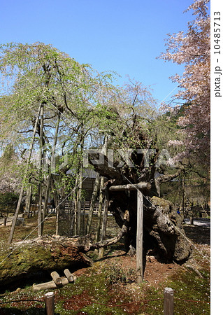 常照皇寺の桜 10485713