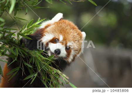 食事タイム 10485806