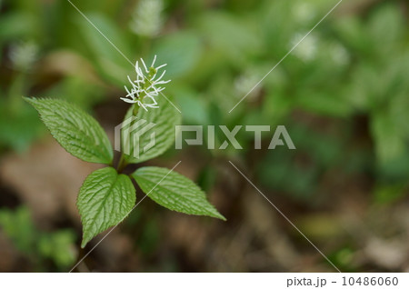 ヒトリシズカ 10486060