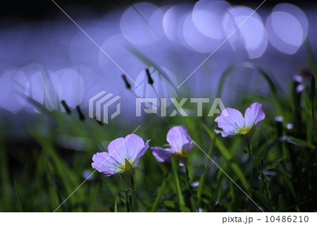 月見草 10486210