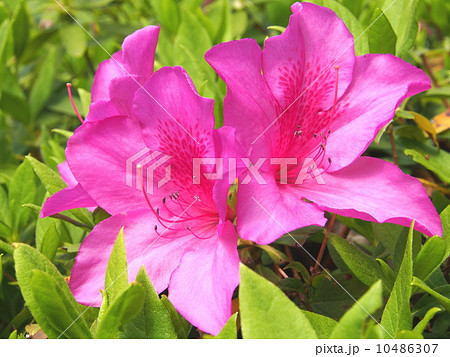 ツツジ 10486307