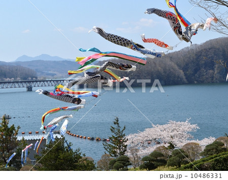 桜と釜房湖と鯉のぼり 桜と釜房湖と鯉のぼり 10486331