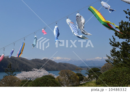 桜と蔵王と鯉のぼり 10486332