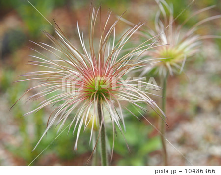 オキナグサ オキナグサ 10486366