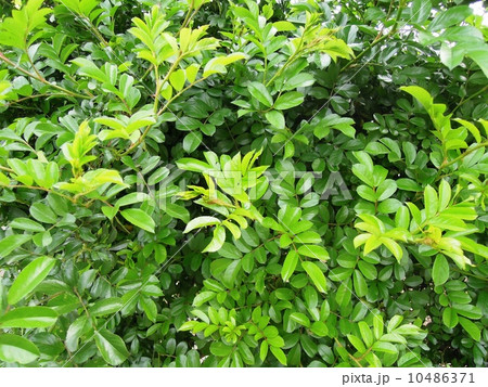 バラの葉 10486371