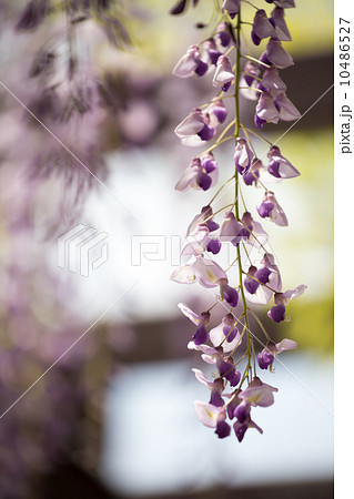 黒木の大藤 黒木の大藤 10486527