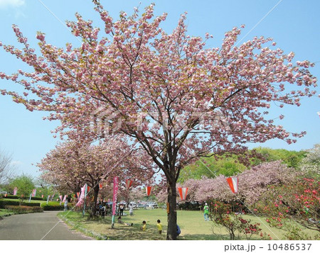 天平の丘公園　天平の花祭り 10486537