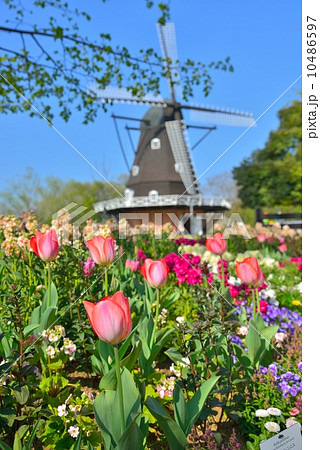 アンデルセン公園のチューリップ 10486597