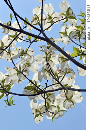 ハナミズキ（花水木） 10486613