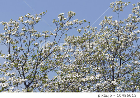 ハナミズキ（花水木） 10486615