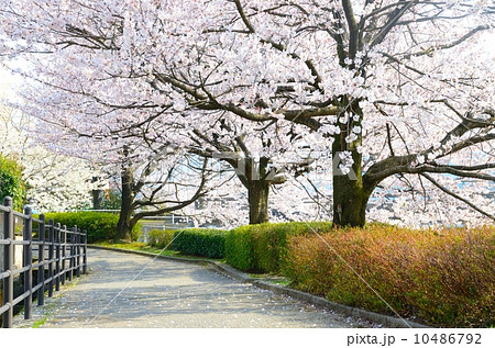 満開の桜並木【横】 満開の桜並木【横】 10486792