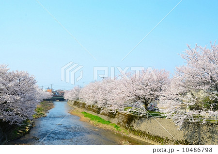川岸の満開の桜【横】 川岸の満開の桜【横】 10486798
