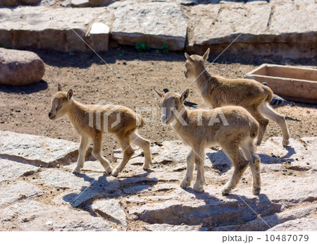 Little wild mountain goatlings Little wild mountain goatlings 10487079