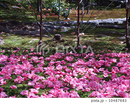 散り椿 10487683