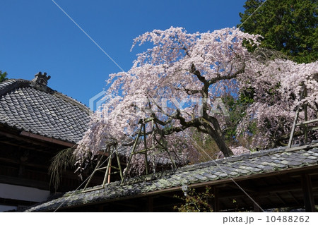 十輪寺の業平桜 十輪寺の業平桜 10488262