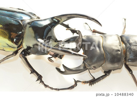 国産オオクワガタとアトラスオオカブト　白背景 10488340