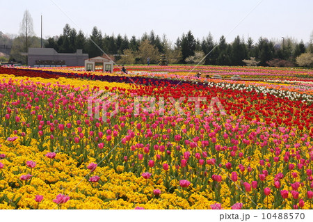 チューリップ 10488570