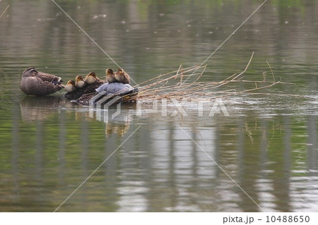 カルガモの親子（Spotbill Duck） 10488650