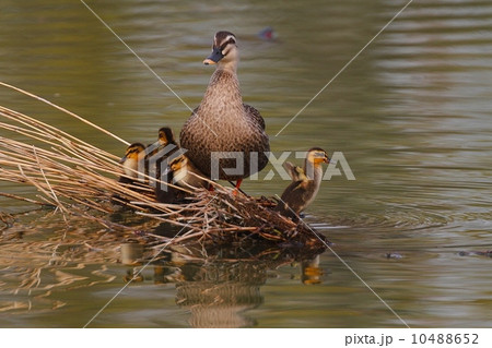 カルガモの親子（Spotbill Duck） 10488652