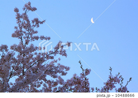 桜と月 桜と月 10488666