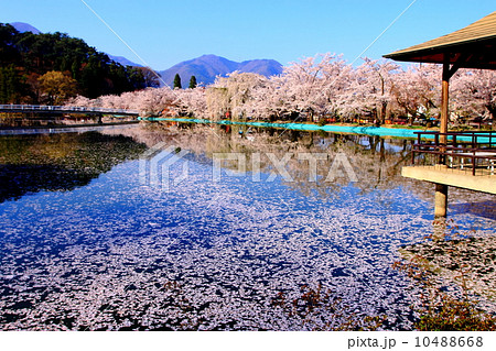 池に浮かぶたくさんの桜の花びらの写真素材