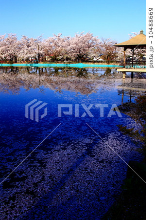 池に浮かぶたくさんの桜の花びら(縦位置) 池に浮かぶたくさんの桜の花びら(縦位置) 10488669