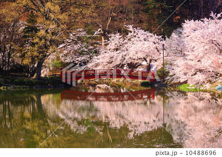 水面に映る桜と赤い橋 10488696