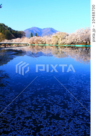満開を迎えた臥竜公園 10488700