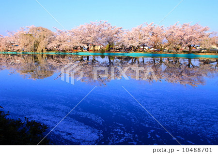 池沿いの桜 池沿いの桜 10488701