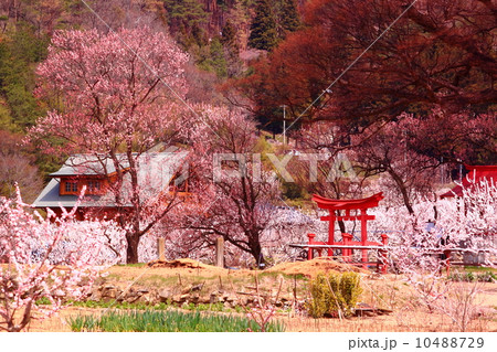 長野県千曲市のあんずの花 10488729