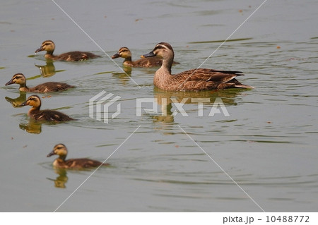 カルガモ親子(Spotbill Duck) カルガモ親子(Spotbill Duck) 10488772
